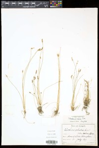 Eleocharis erythropoda image