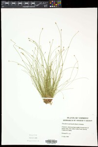 Eleocharis intermedia image