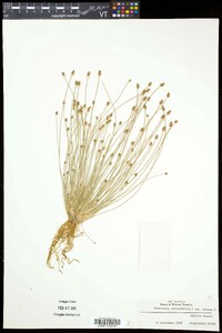 Eleocharis obtusa var. obtusa image