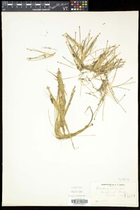 Eleocharis flavescens image