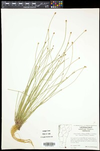 Eleocharis obtusa var. obtusa image