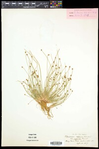 Eleocharis obtusa var. obtusa image