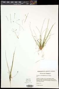 Eleocharis ovata image