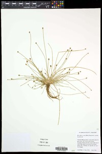 Eleocharis ovata image