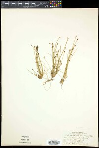 Eleocharis ovata image