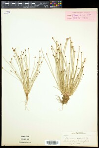 Eleocharis ovata image