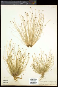 Eleocharis obtusa var. obtusa image