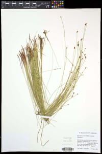 Eleocharis tenuis image