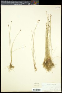 Eleocharis tenuis image