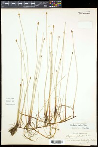 Eleocharis palustris subsp. palustris image