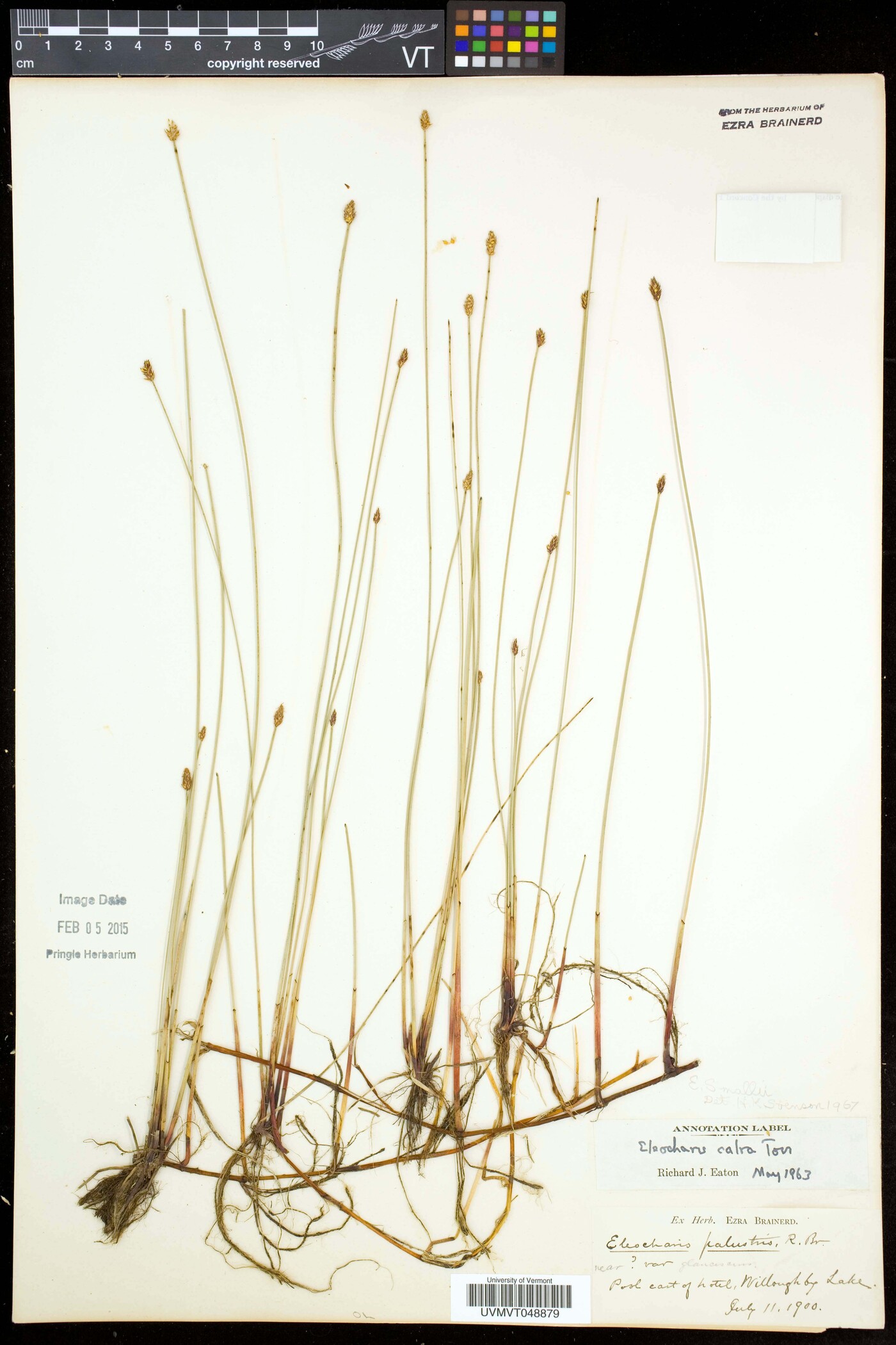 Eleocharis palustris subsp. palustris image