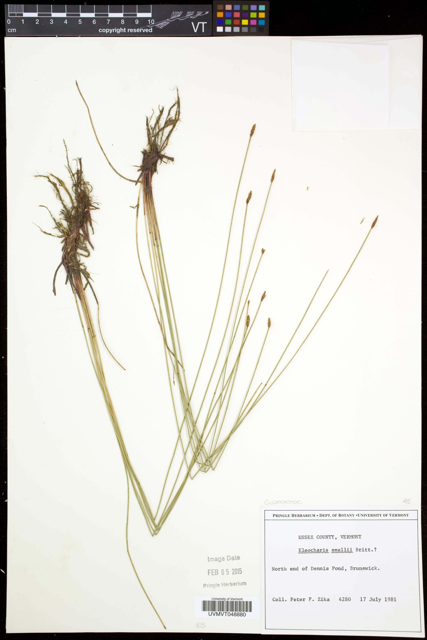 Eleocharis palustris subsp. palustris image