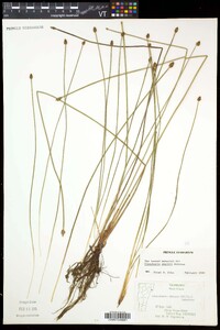 Eleocharis palustris subsp. palustris image