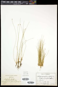 Eleocharis quinqueflora image