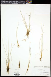 Eleocharis quinqueflora image