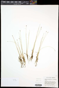 Eleocharis quinqueflora image