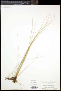 Eleocharis elliptica image