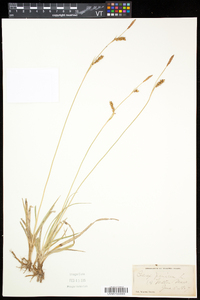 Carex panicea image