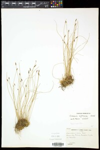 Eleocharis erythropoda image