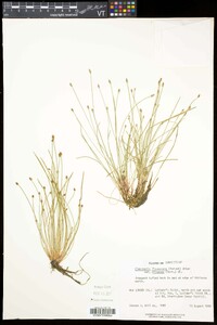 Eleocharis flavescens var. olivacea image