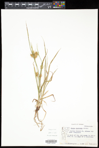 Carex rostrata image