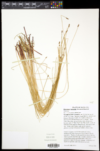 Eleocharis uniglumis image