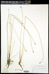 Eleocharis uniglumis image