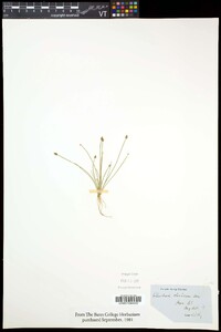 Eleocharis flavescens image