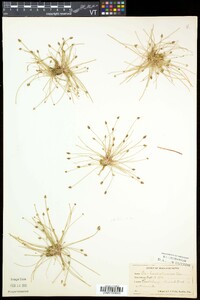 Eleocharis flavescens image