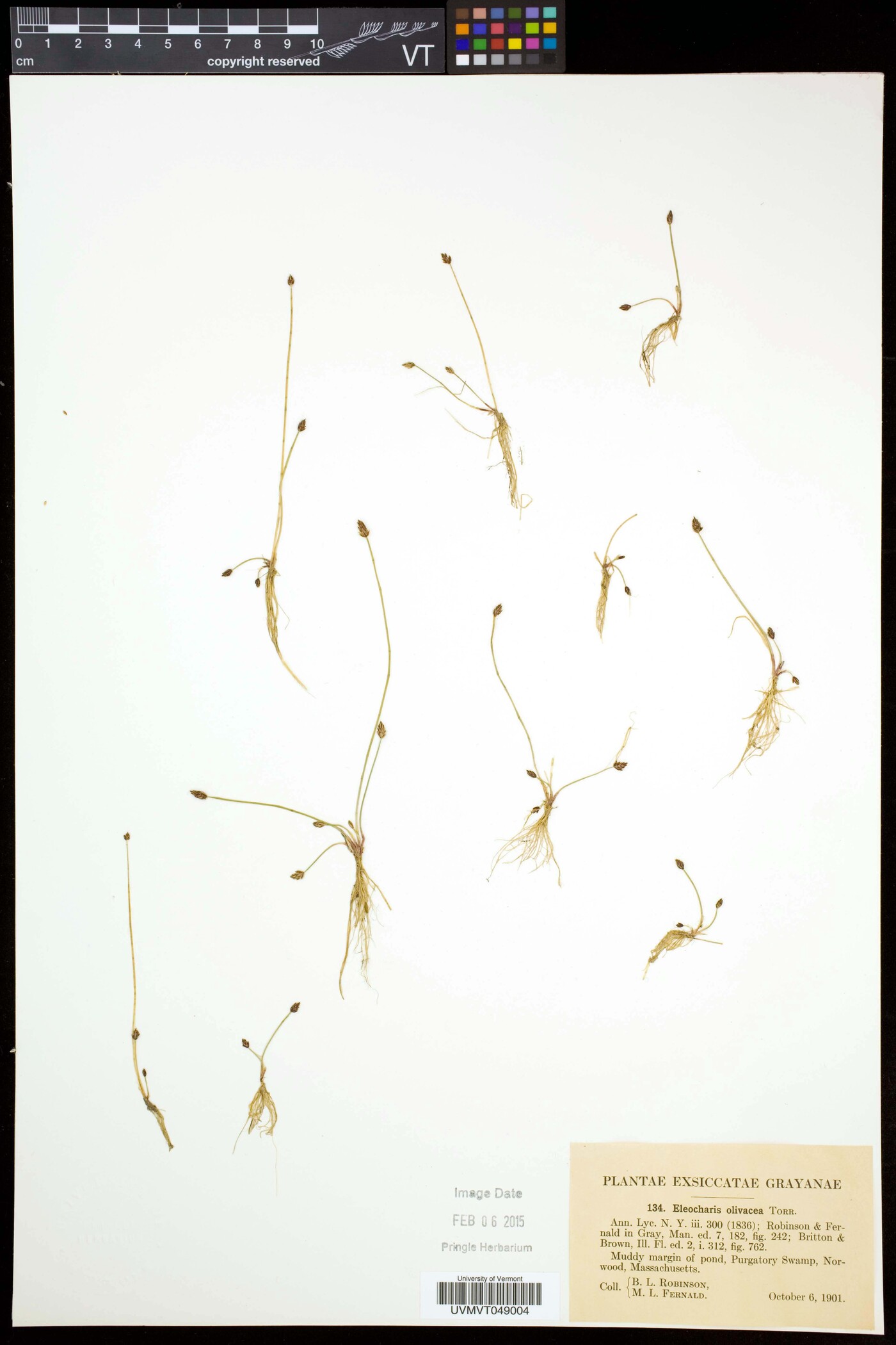 Eleocharis flavescens var. olivacea image