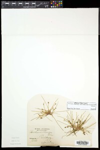 Eleocharis flavescens image