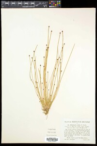 Eleocharis ovata image