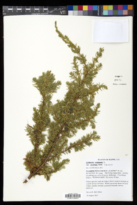 Juniperus communis var. montana image