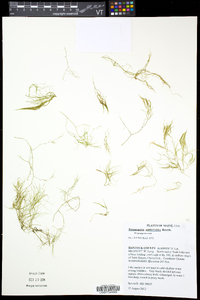 Potamogeton confervoides image