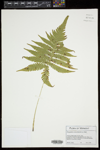 Phegopteris connectilis image