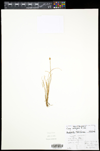 Carex arctogena image