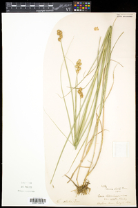 Carex alata image