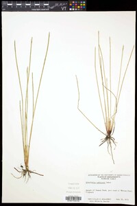 Eleocharis robbinsii image