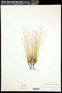 Eleocharis quinqueflora image