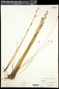 Eleocharis palustris subsp. palustris image