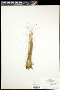 Eleocharis tenuis image