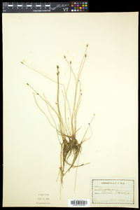 Eleocharis tenuis image