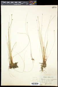 Eleocharis tenuis image