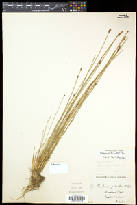 Eleocharis tricostata image