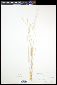 Eleocharis tuberculosa image