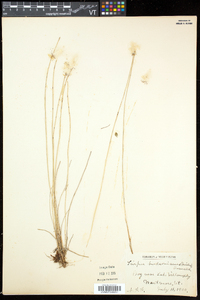 Trichophorum alpinum image