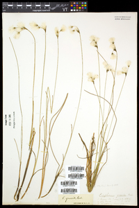 Eriophorum gracile image