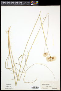 Eriophorum virginicum image