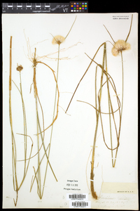 Eriophorum virginicum image