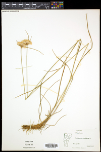 Eriophorum virginicum image